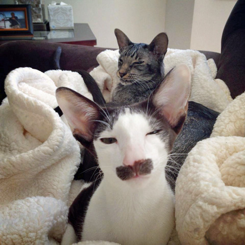 “My friend’s cat, who’s appropriately named "Stache”.“ -icedteaft