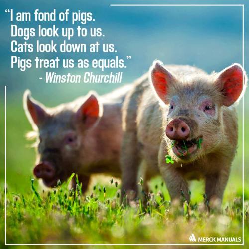 Happy National Pig Day!(Source: Merck veterinary manual)