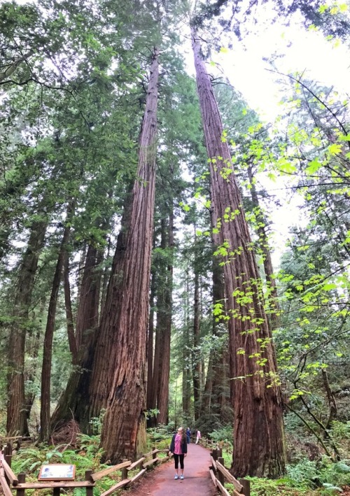 3.15.17. Muir Woods, San Fransisco