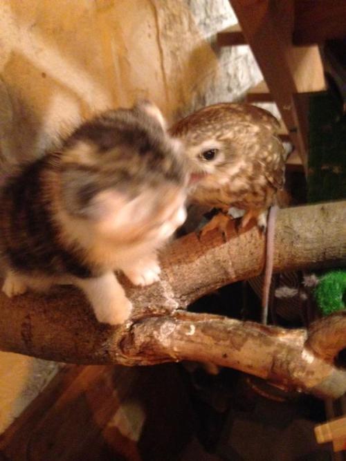 oh–ok: feathercut: Kitten and owlet friendship (source) @khubsooratt