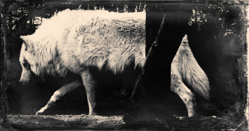 Porn photo photoshamanism:  “…about wolves…”