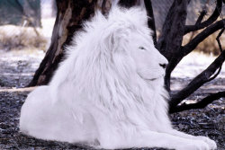 the-heart-of-the-lion:  +++“  I have come