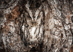 klubbhead: nunyabizni:  becausegoodheroesdeservekidneys:  motivatedslacker:  ainawgsd: Owls are masters of disguise, blending seamlessly into their surroundings.  These trees appear to be judging me.   They are, but the owls are beautiful  @sirowl1 