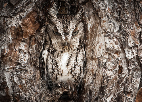 motivatedslacker: ainawgsd: Owls are masters of disguise, blending seamlessly into their surrounding