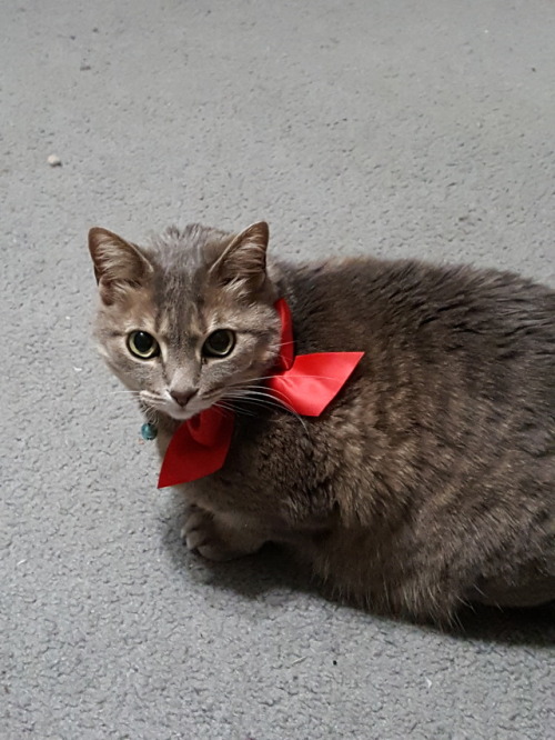 hgrimm23:Getting ready for the holidays!!!!