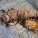 Porn burins:burins:burins:horrid little cat saved photos