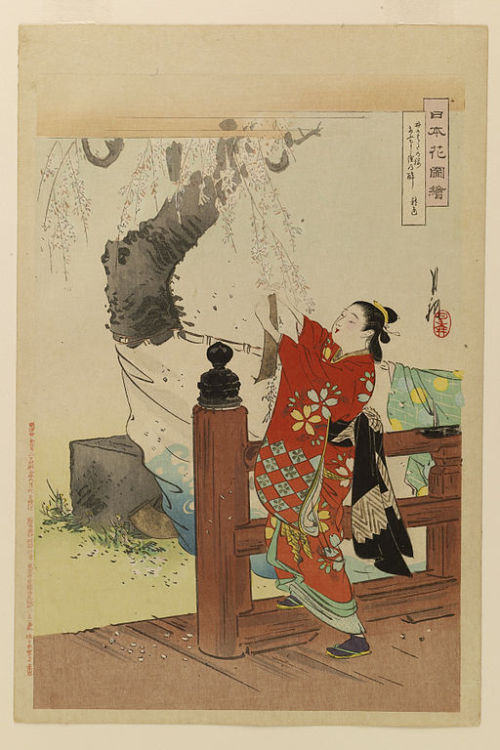 nihon-bijutsu:Nihon hana zue, 1897, Ogata Gekko