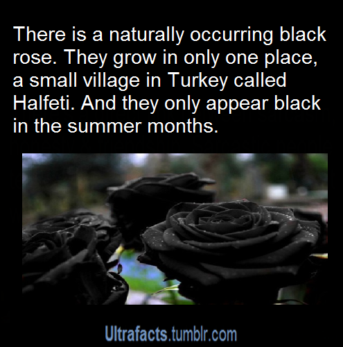tnorfleet1:  ultrafacts:  More facts? Visit the Ultrafacts Blog  So THAT’S why