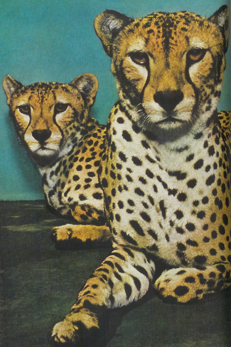 Captive Cheetahs, 1957 (via nationalgeographicscans) WWW.SH8NA.TUMBLR.COM