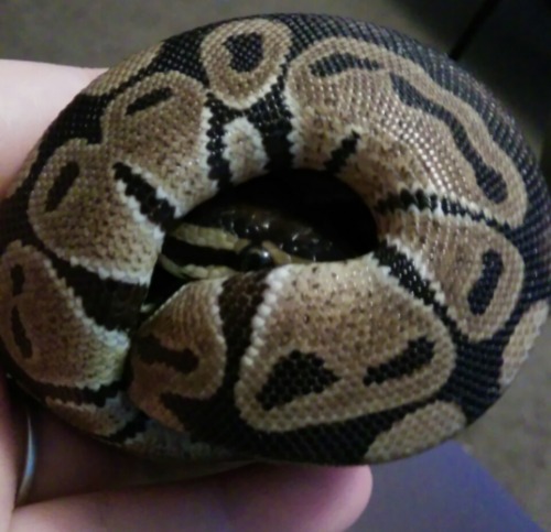 forever-a-fawn: “Shh, you cannot see me”