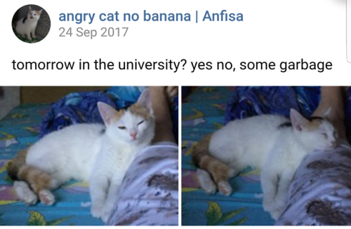 russiacore: Cat no banana has some big moods adult photos