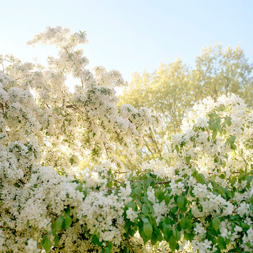bobbycaputo:  Spring Has Sprung New York City-based photographer Darcy Rogers makes lovely, sweet images of oceans, beaches, spaces and personal objects in square format. She’s also been photographing blossoming branches in spring sunlight. Her series,