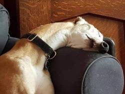 Porn photo itsagifnotagif:Dogs really do sleep like