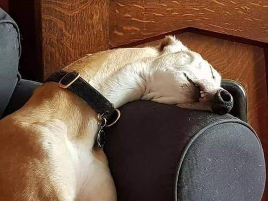 itsagifnotagif:Dogs really do sleep like adult photos