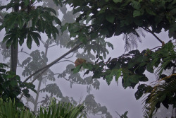 90377: Bamboo plants in a cloud forest in