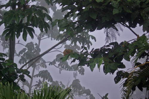 90377:Bamboo plants in a cloud forest in National Park de Quetzales, Costa Rica. by Celestyn Brozek