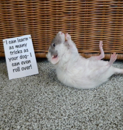 karasratworld: &ldquo;Ratvocates&rdquo; Rats and mice are freaking ninjas.