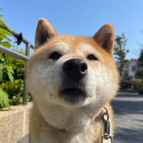 暖かくて良いお天気ですね #dog #doge #shiba #shibe #shibainu #shibastagram #komugi #柴犬 #赤柴 #しばいぬ #柴犬の小麦さん #14歳h