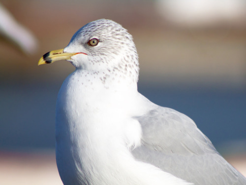 Unhappy With The Previous Photograph Distributed By The Police, Notorious Criminal Larus Delaware Has