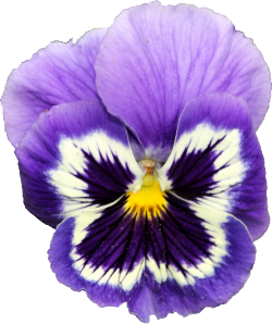 transparent-flowers:  Pansy Viola Hybrid