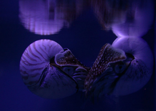 aeternitasamplecti: Nautilus by Hankerific on Flickr.