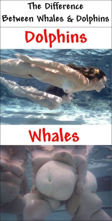 This is what the difference is between dolphins porn pictures