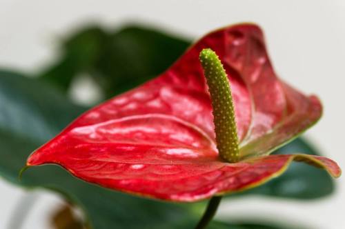 ❤️ #red #green #plant #macro #macros #macroshot #macroflower #macro_freeks #iamnikon #nikon #nature 