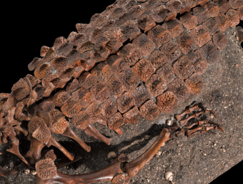 Fossil Alligator (Alligator mississippiensis, Early Pleistocene, Irvingtonian) - Columbia County, Fl