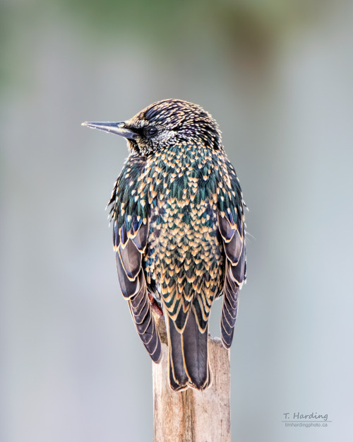 Common Starling (Sturnus vulgaris) &gt;&gt;by Tim Harding