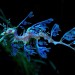 chasingcoyotes:yo sometimes i forget leafy sea dragons exist and just i share a planet