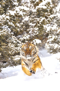 wavemotions:  Tiger jumping in snow (panthera tigris) by Christophe JOBIC