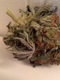 dinosaurbeards:  snoop–ryan:  veraisastoner:  dinosaurbeards:  Purp   the bud looks really dank 😻  Someone needs to do a better job trimming  Uhm not really