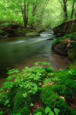 hungariansoul:  sublim-ature:  Saxony, GermanyMichael