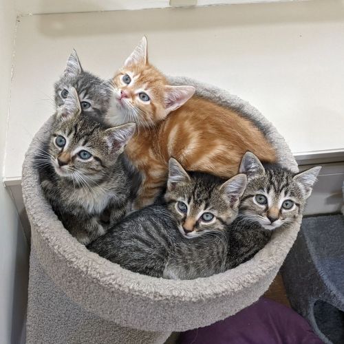 love-and-hisses:They just love to squeeze into the top of that little cat tree! That’s orange 