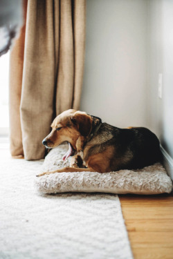 captvinvanity:    Lindsay | Sleepy dog