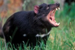 opossummypossum:  the tasmanian devil: embodiment of “cute but will fight you” 