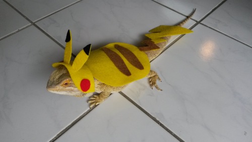 thingsonmydragon:what’s this?? your pikachu is evolving into a gyarados??? ok I guess