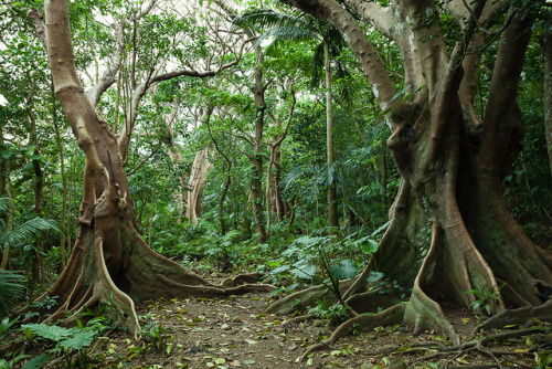 Tropical Japanese jungle on Ishigaki Island of Okinawa by Ippei &amp; Janine Naoi on Flickr.