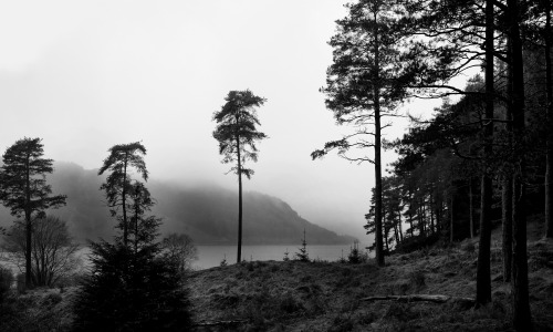 Lake District Forest, Cumbria, 15.1.17.