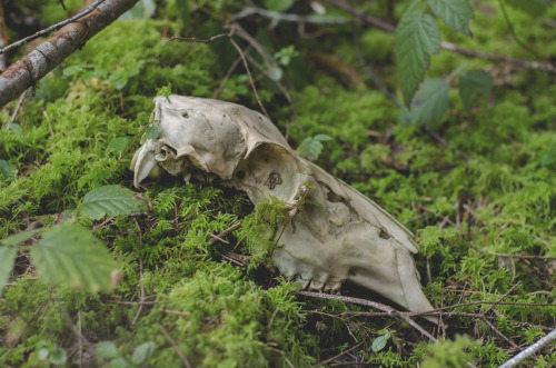 Deer Skull pt. 2 Belfair, Washington