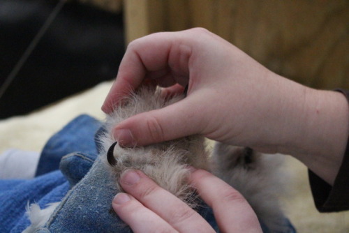 It must be Snowy at CRC: Snowy Owl #2 is here! Patient #21191 arrived on Thursday, December 14. He w