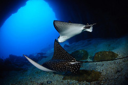 Thelovelyseas:  Isla Del Coco - Eagle Rays At Dos Amigos Grande By Bigeye Bubblefish