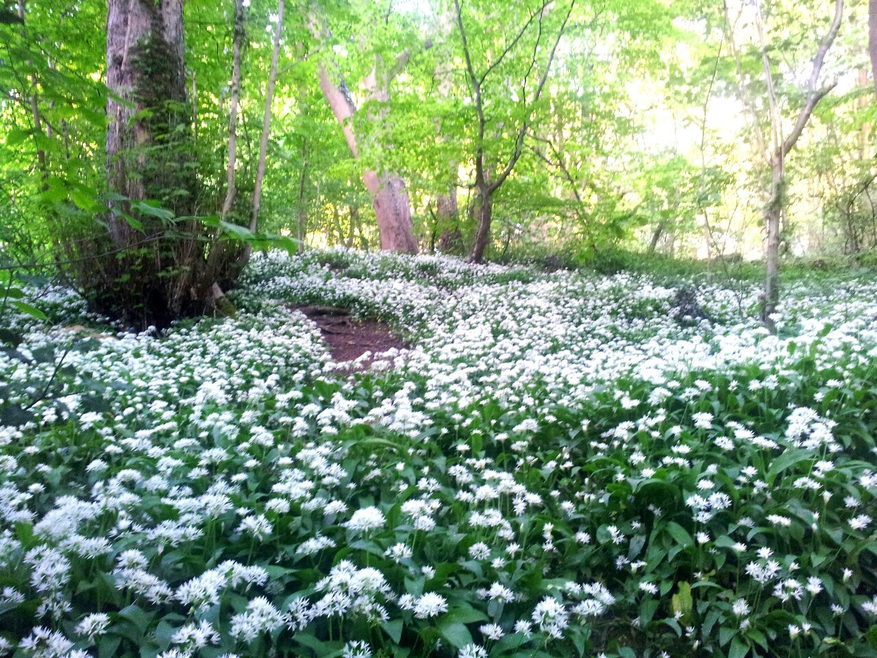 thebloominuniverse:   Beautiful wild garlicky goodness! 