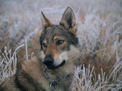 the-little-wolfdog:seasons