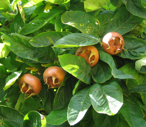 biodiverseed:The Medlar (Mespilus germanica)In antiquity, the Medlar was cultivated from Western Asi