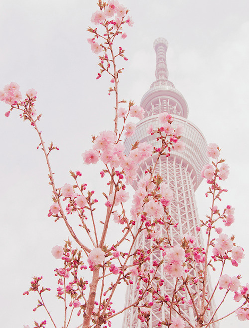 pekoriin:SPRING COLLABORATION (by ajpscs on flickr)