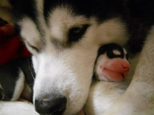 thecutestofthecute:More dogs with their babies.