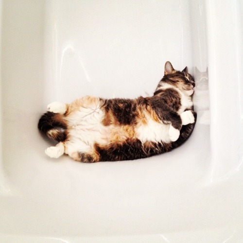 AquaCat in the Tub Again (by Daniel-Fontaine)