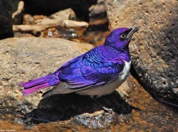 sixpenceee:  Violet-backed starling and its amethyst looks. Picture credit goes to Don Hoechlin.