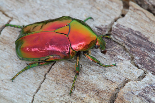 onenicebugperday:Jewel rose chafers, Cetoniinae, Scarabaeidae1-3. Protaetia speciosissima4-5. Protae